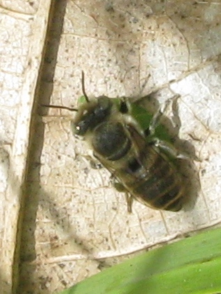 femmina di Megachile sp.